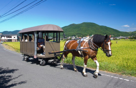 Tourist horse-drawn carriage 